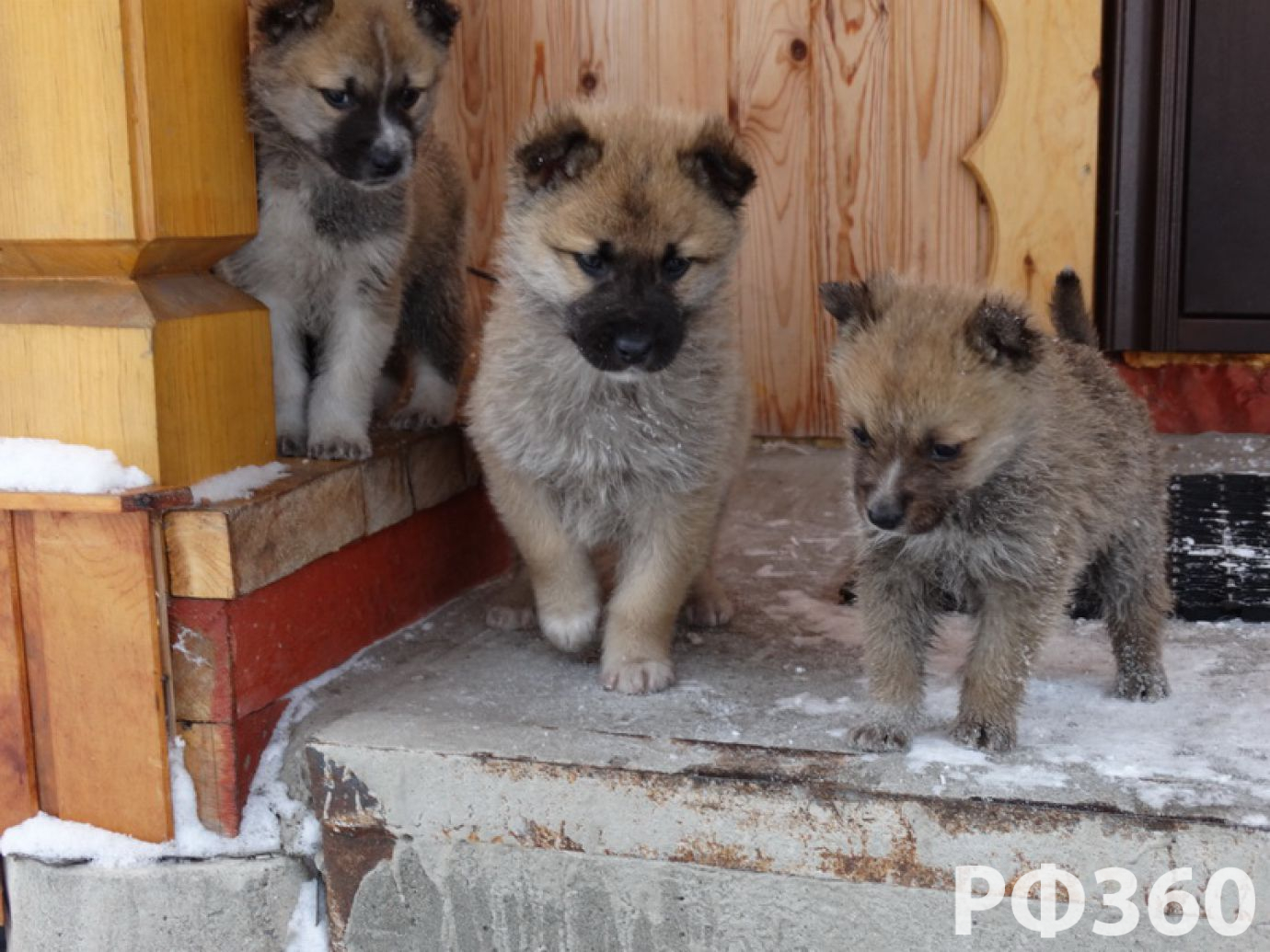 Усадьба ЛЕБЕДЬ Турочак Турбаза Горный Алтай Телецкое официальный сайт