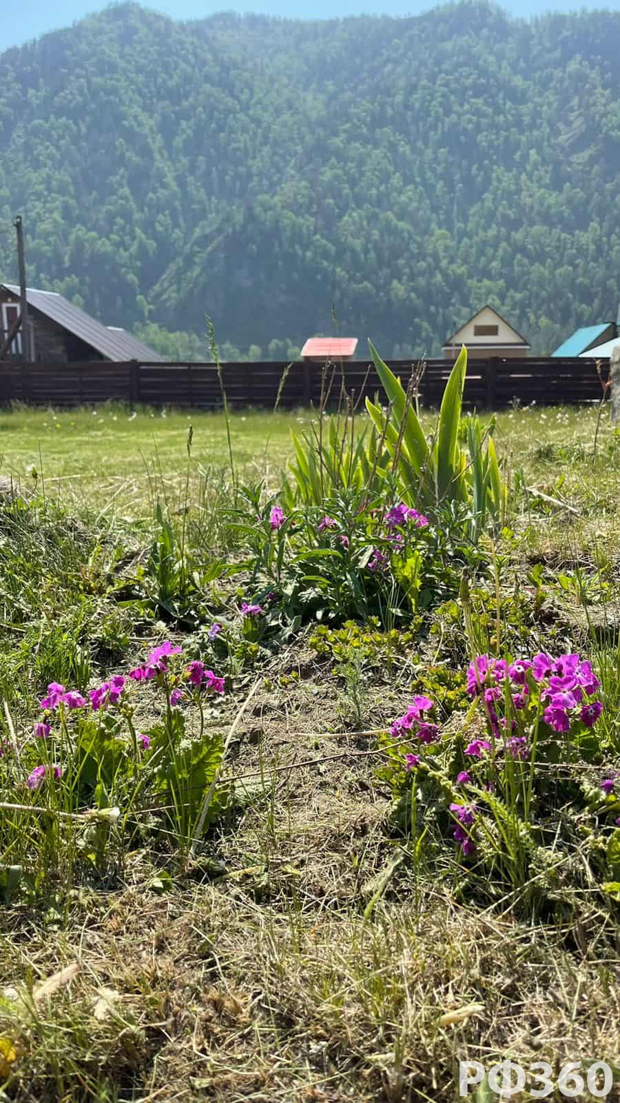 Усадьба КРАСНЫЙ БАРХАТ Чемал Турбаза Горный Алтай официальный сайт