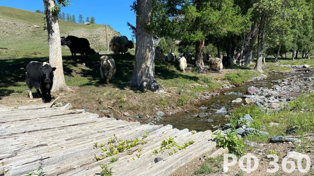 База отдыха СПИРИТ ТЕХАС Чибит Горный Алтай официальный сайт